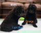Newfoundland Dog Puppies for sale in North Branch, MI 48461, USA. price: $2,000