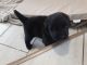 Newfoundland Dog Puppies for sale in Belvidere, IL 61008, USA. price: $1,000