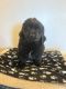 Newfoundland Dog Puppies for sale in West Manchester, OH 45382, USA. price: $3,000