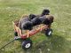 Newfoundland Dog Puppies for sale in La Grande, OR 97850, USA. price: $3,000
