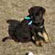 Newfoundland Dog Puppies for sale in Rogers, MN 55374, USA. price: $75,000