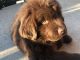 Newfoundland Dog Puppies for sale in Almont, MI 48003, USA. price: $1,695