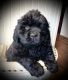 Newfoundland Dog Puppies for sale in Marengo, WI 54855, USA. price: $200,000
