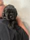 Newfoundland Dog Puppies for sale in Moreno Valley, CA, USA. price: $3,500