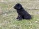 Newfoundland Dog Puppies for sale in La Grande, OR 97850, USA. price: NA