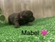 Newfoundland Dog Puppies for sale in New Paris, OH 45347, USA. price: $2,500