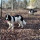 Newfoundland Dog Puppies for sale in Hardin County, KY, USA. price: $1,800