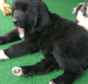 Newfoundland Dog Puppies for sale in Hardin County, KY, USA. price: $1,600