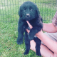 Newfoundland Dog Puppies for sale in Milan, IN 47031, USA. price: NA