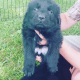 Newfoundland Dog Puppies for sale in Milan, IN 47031, USA. price: $1,500