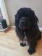 Newfoundland Dog Puppies for sale in Maryland Heights, MO, USA. price: $2,000