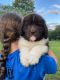 Newfoundland Dog Puppies for sale in Clearfield, PA 16830, USA. price: $1,500