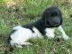 Newfoundland Dog Puppies for sale in Vineland, NJ 08360, USA. price: NA