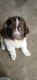 Newfoundland Dog Puppies for sale in Fort Wayne, IN, USA. price: $1,000
