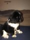 Newfoundland Dog Puppies for sale in Clarion, PA 16214, USA. price: $800