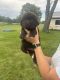Newfoundland Dog Puppies for sale in North Manchester, IN 46962, USA. price: $1,500