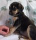 Newfoundland Dog Puppies for sale in Sheboygan Falls, WI, USA. price: $475