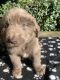 Newfoundland Dog Puppies for sale in West Manchester, OH 45382, USA. price: $2,500