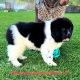Newfoundland Dog Puppies for sale in Cortez, CO 81321, USA. price: $2,300