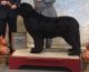 Newfoundland Dog Puppies for sale in Riverside, CA, USA. price: NA