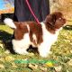 Newfoundland Dog Puppies for sale in Cortez, CO 81321, USA. price: $2,200