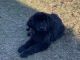 Newfoundland Dog Puppies for sale in West Manchester, OH 45382, USA. price: $1,500