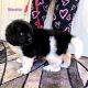 Newfoundland Dog Puppies for sale in Cortez, CO 81321, USA. price: $2,200