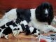 Newfoundland Dog Puppies for sale in Vilna, AB T0A, Canada. price: $1,800
