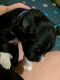 Newfoundland Dog Puppies for sale in Charlestown, New Hampshire. price: $1,100