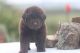 Newfoundland Dog Puppies for sale in New Orleans, Louisiana. price: $400