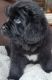 Newfoundland Dog Puppies for sale in Colville, Washington. price: NA