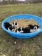 Newfoundland Dog Puppies