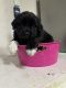 Newfoundland Dog Puppies for sale in Cave City, Kentucky. price: $600