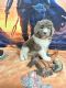 Newfoundland Dog Puppies for sale in Cheyenne, WY, USA. price: $2,000