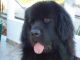 Newfoundland Dog Puppies for sale in Cleveland, OH, USA. price: NA