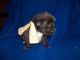Newfoundland Dog Puppies for sale in Toledo, OH, USA. price: NA
