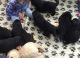 Newfoundland Dog Puppies for sale in Round Rock, TX, USA. price: NA