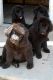 Newfoundland Dog Puppies for sale in Rialto, CA, USA. price: NA