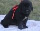 Newfoundland Dog Puppies for sale in Oregon City, OR 97045, USA. price: $500