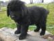 Newfoundland Dog Puppies for sale in Baltimore, MD, USA. price: NA