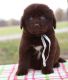 Newfoundland Dog Puppies for sale in Akron, OH, USA. price: NA