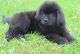 Newfoundland Dog Puppies for sale in Albert City, IA 50510, USA. price: NA