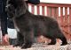 Newfoundland Dog Puppies for sale in New Orleans, LA, USA. price: $500