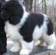 Newfoundland Dog Puppies for sale in Beaver Creek, CO 81620, USA. price: NA