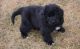 Newfoundland Dog Puppies for sale in Chattanooga, TN, USA. price: NA