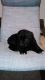 Newfoundland Dog Puppies for sale in Akron, OH, USA. price: NA