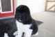 Newfoundland Dog Puppies for sale in Allentown, PA, USA. price: NA