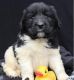 Newfoundland Dog Puppies for sale in Louisville, KY, USA. price: NA