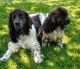 Newfoundland Dog Puppies for sale in Las Vegas, NV, USA. price: NA
