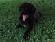Newfoundland Dog Puppies for sale in Houston, TX, USA. price: NA